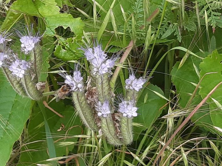 Bienenfreunde